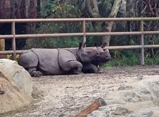 2014-02-24 Rhinos_Fotor